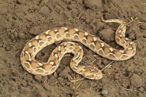 Središnja azijska efa Središnja azijska efa