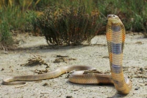 Središnja azijska kobra - agresivna zmija Središnja azijska kobra - agresivna zmija