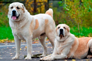 Središnja azijska ovčar haljina: podrijetlo, izgled, karakter Središnja azijska ovčar haljina: podrijetlo, izgled, karakter