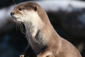 Središnja river river otter