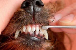 Datumi promjene mliječnih zuba za trajne štence Datumi promjene mliječnih zuba za trajne štence