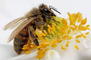 Faze života meda Faze života meda