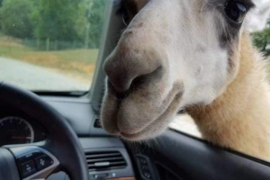 Krdo deva oštetio je automobil Krdo deva oštetio je automobil