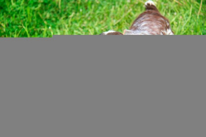 Standard pasmina, karaktera i obuke ruskog spaniela