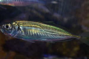 Stavrids. Photo fish stavrids, opis Stavrids. Photo fish stavrids, opis