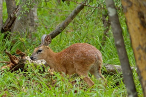 Sharpe stenbok - afrička antilopa Sharpe stenbok - afrička antilopa