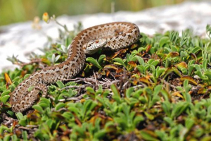 Stepski gaduka Stepski gaduka