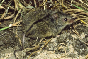 Steppe mumsify Steppe mumsify