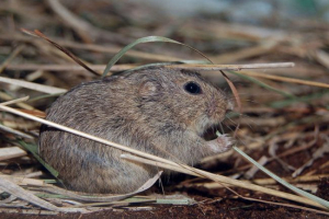 Steppe perushka Steppe perushka