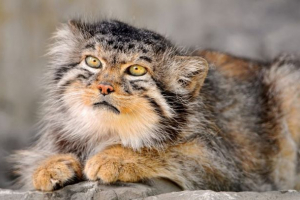 Stepska mačka Stepska mačka