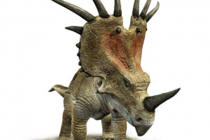 Stroaching - hertbivory s opasnim rogovima