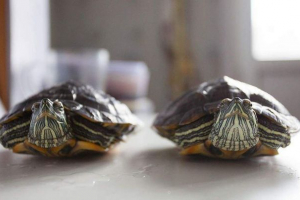 Zemlja prevare cherepakhovodov Zemlja prevare cherepakhovodov