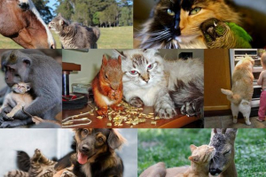 Čudno prijateljstvo životinja: mačke i njihove najbolje drugove Čudno prijateljstvo životinja: mačke i njihove najbolje drugove