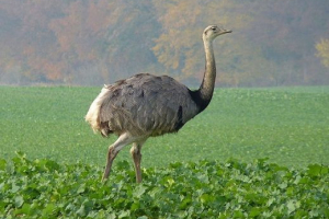 Ptice brazila Ptice brazila