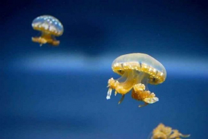 Vijak ili knjiga Vijak ili knjiga