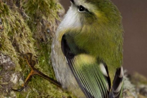 Strijelac - ptica s novog zelanda, a ne snajper