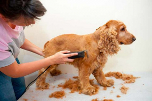 Frizura američki cock spaniel kod kuće