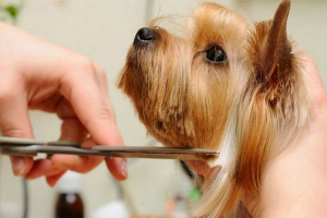 Frizura york i kućna njega Frizura york i kućna njega