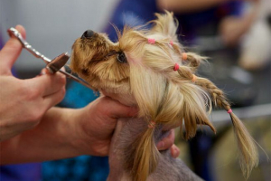 Frizura york kod kuće Frizura york kod kuće