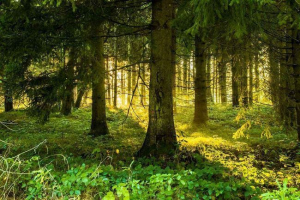 Struktura šume Struktura šume