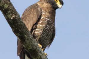 Slavssesky smeyad Slavssesky smeyad