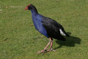 Sultanka: opis ptica Sultanka: opis ptica