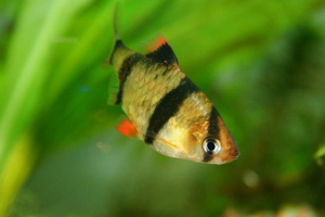 Sumatranski barbarski