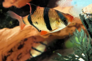 Sumatran puntius, on je - barbus satraw Sumatran puntius, on je - barbus satraw