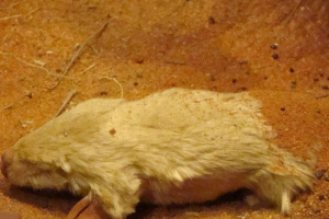 Privremeni mol: opis, fotografija Privremeni mol: opis, fotografija