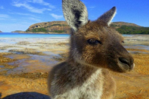 Hram životinje u australiji Hram životinje u australiji