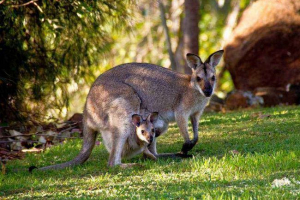 Privremene životinje: opis, znakovi u kojima živi klasifikacija