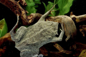 Surinam pipa: njegova nosha ne povlači!