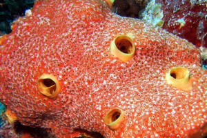 Bušenje morske spužve - klion