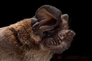 Svinjski šišmiši - obilježja života i ponašanja noćne manoci Svinjski šišmiši - obilježja života i ponašanja noćne manoci