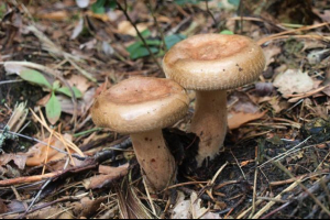 Pornografija Pornografija