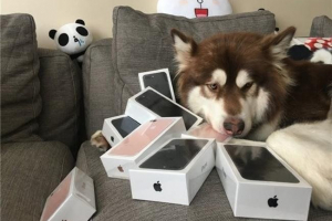 Sin najbogatijih kineza kupio je osam iphona za svog psa. Fotografija. Sin najbogatijih kineza kupio je osam iphona za svog psa. Fotografija.