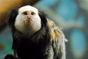 Tamarin joffroy: fotografija, video, opis Tamarin joffroy: fotografija, video, opis