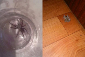 Tarantule su uredili invaziju od burinya Tarantule su uredili invaziju od burinya