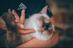 Taurin za mačke - što je pogođeno? Taurin za mačke - što je pogođeno?