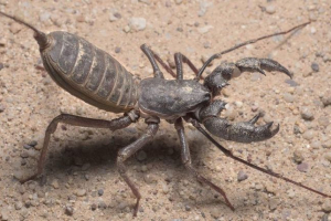 Giant telipon - neobičan škorpion Giant telipon - neobičan škorpion