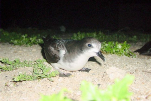 Dark perng petrel: fotografija, ptičji glas Dark perng petrel: fotografija, ptičji glas