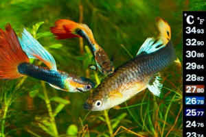 Temperatura vode za akvarijsku ribu - ono što trebate znati? Temperatura vode za akvarijsku ribu - ono što trebate znati?