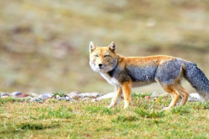 Tibetanska lisica Tibetanska lisica