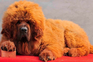 Tibetanski mastif: karakteristike pasmine, fotografije Tibetanski mastif: karakteristike pasmine, fotografije