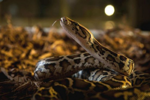 Tiger piton Tiger piton