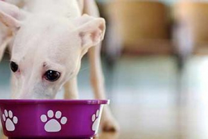 Tipične pogreške u hranjenju pasa kod kuće