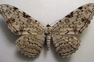 Tizania agripini - jedan od najneobičnijih leptira Tizania agripini - jedan od najneobičnijih leptira