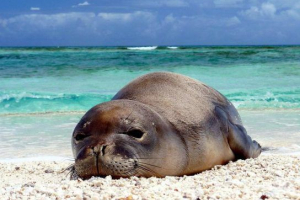Posteledske životinje Posteledske životinje