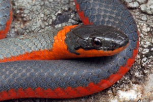 Dot ovratnik zmija, sve o gmazovima Dot ovratnik zmija, sve o gmazovima