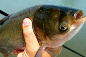 Tolstolobsko - korisna svojstva Tolstolobsko - korisna svojstva